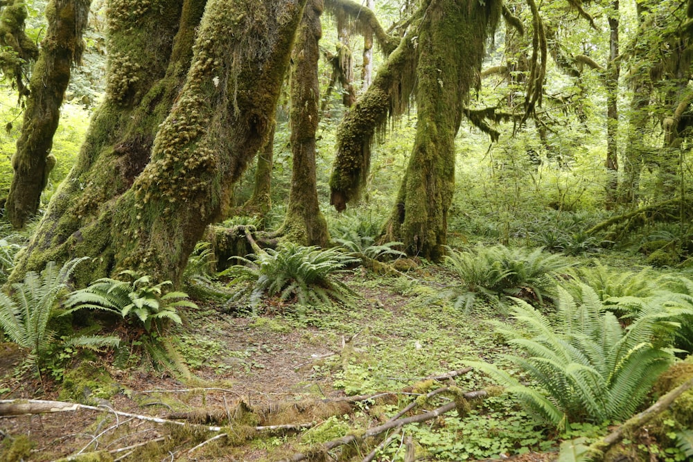 trees covered my moss