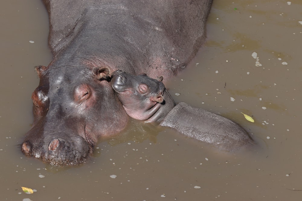 baby hippopotamus wallpaper