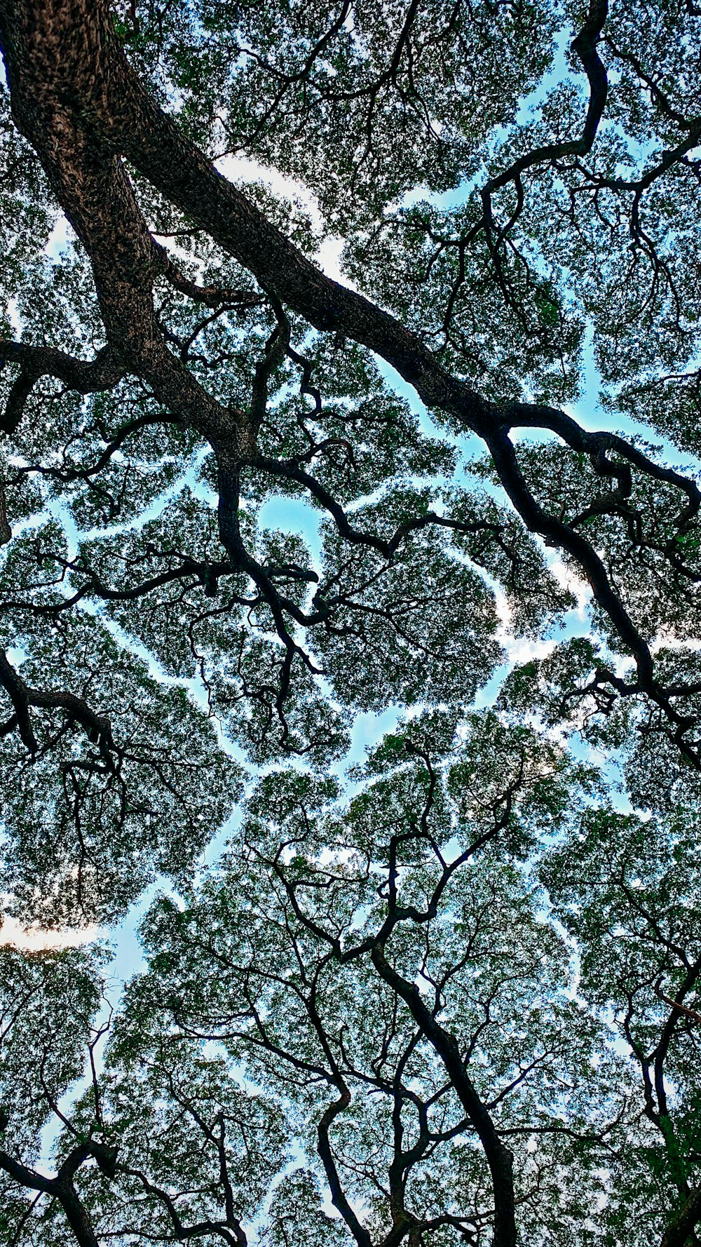 Photographie en contre-plongée d’un arbre