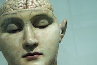human anatomy model