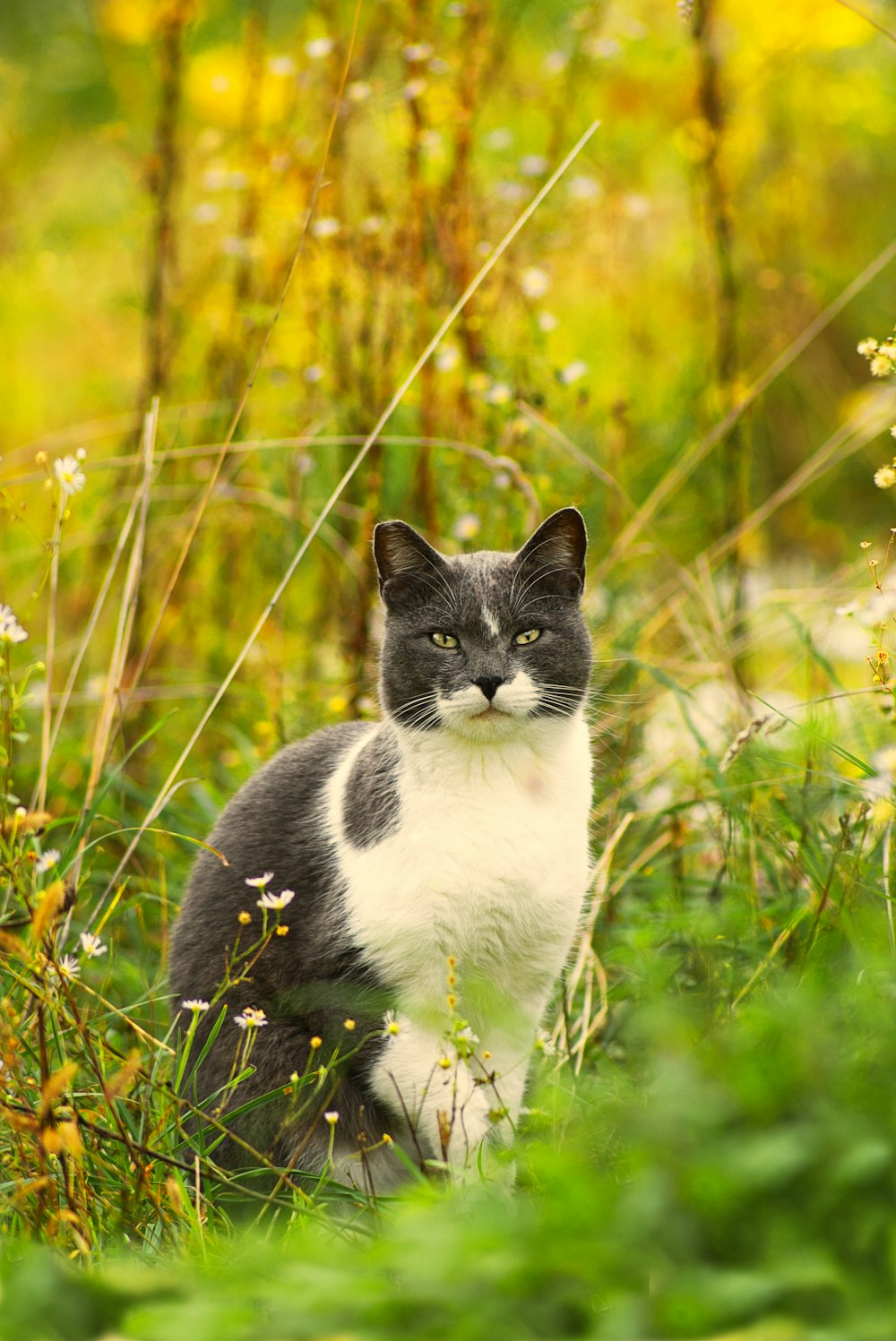 white and black cat