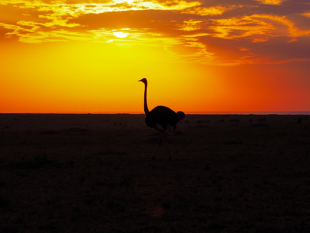  ostrich on grass field ostrich