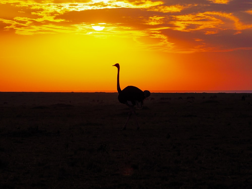 ostrich on grass field