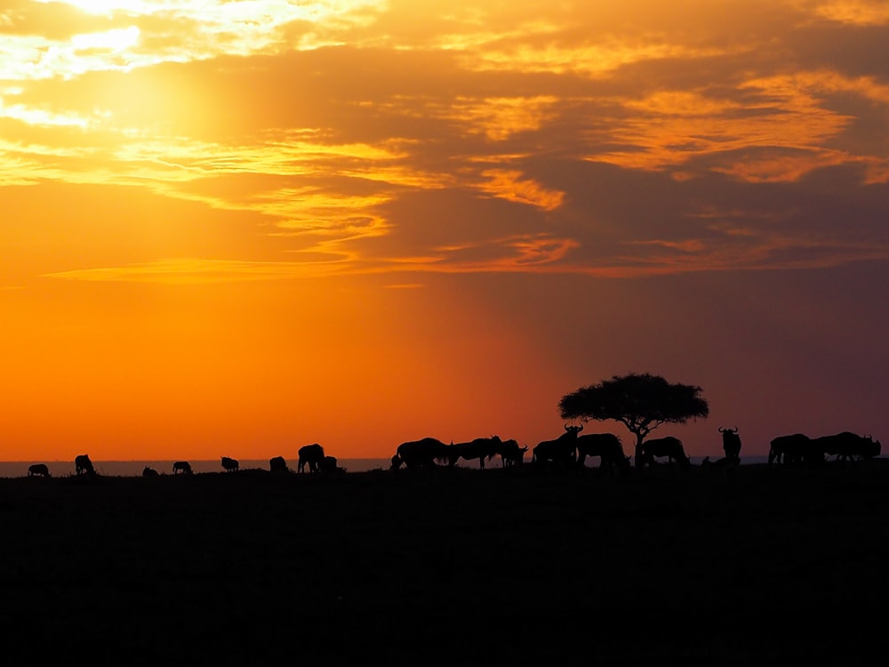 silhouette photo of animals