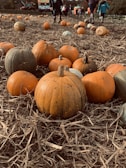 Children gathered around a pumpkin patch, smiling with their finds.