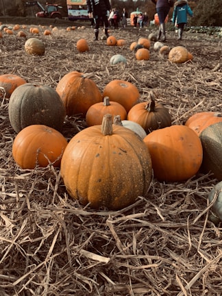 Children gathered around a pumpkin patch, smiling with their finds.