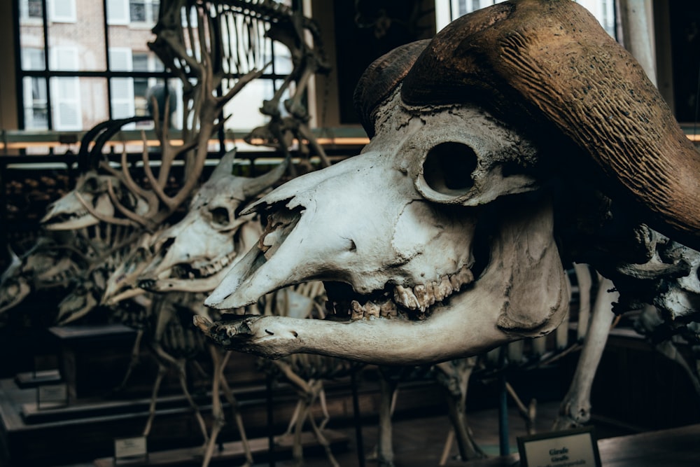 scheletro animale