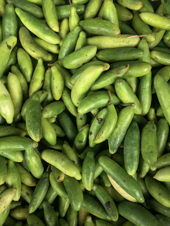 Close-up of fresh cucumbers and cornichons freshly picked from the garden.