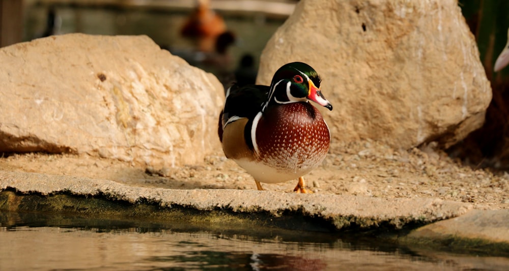 Gans in der Nähe des Sees