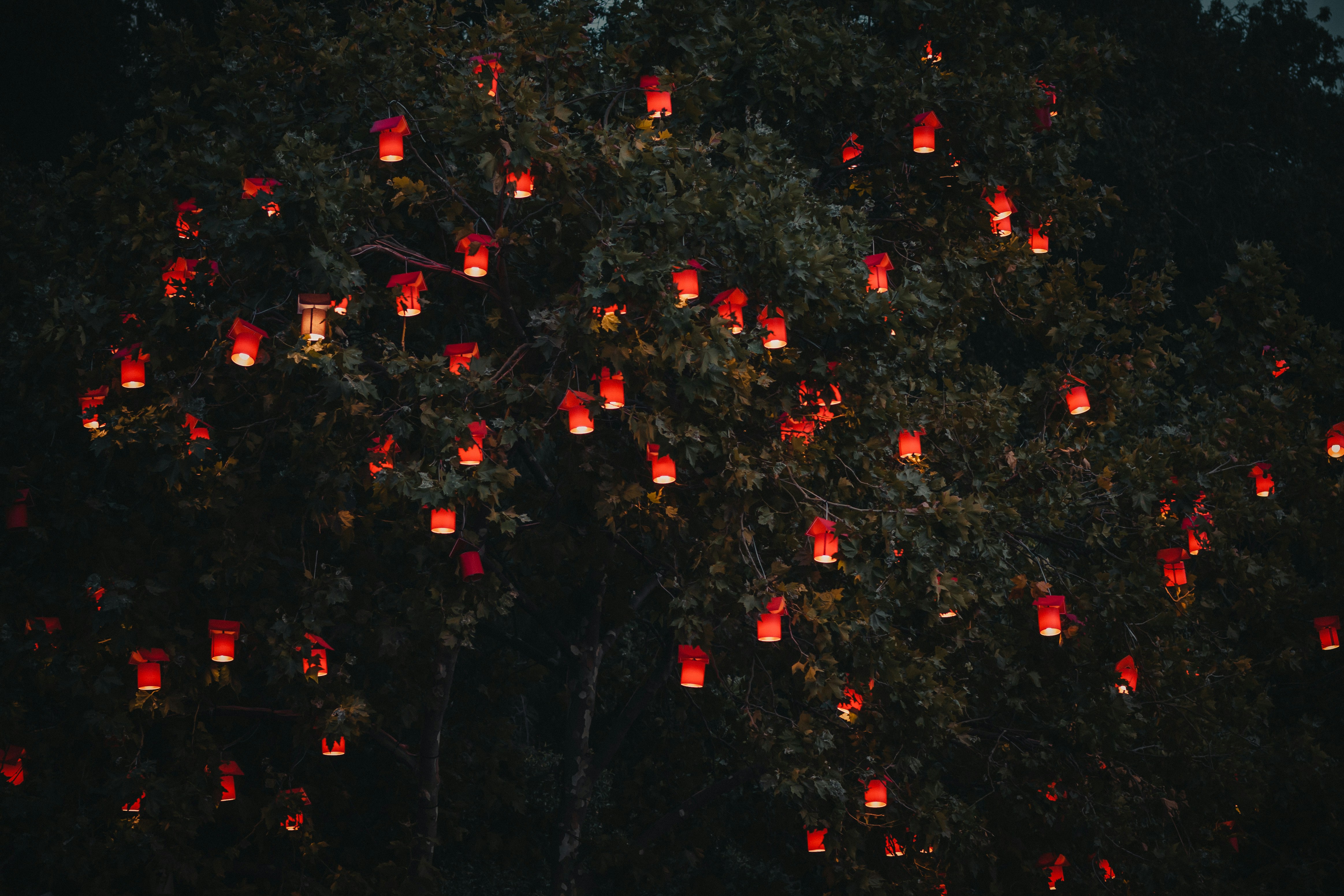 red lanterns on tree, 