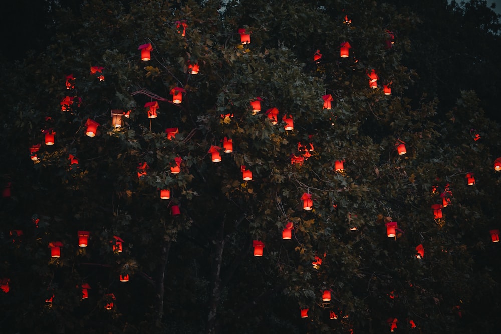 나무에 빨간 등불