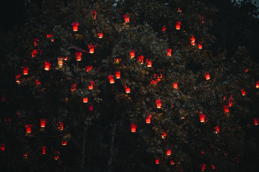 red lanterns on tree,