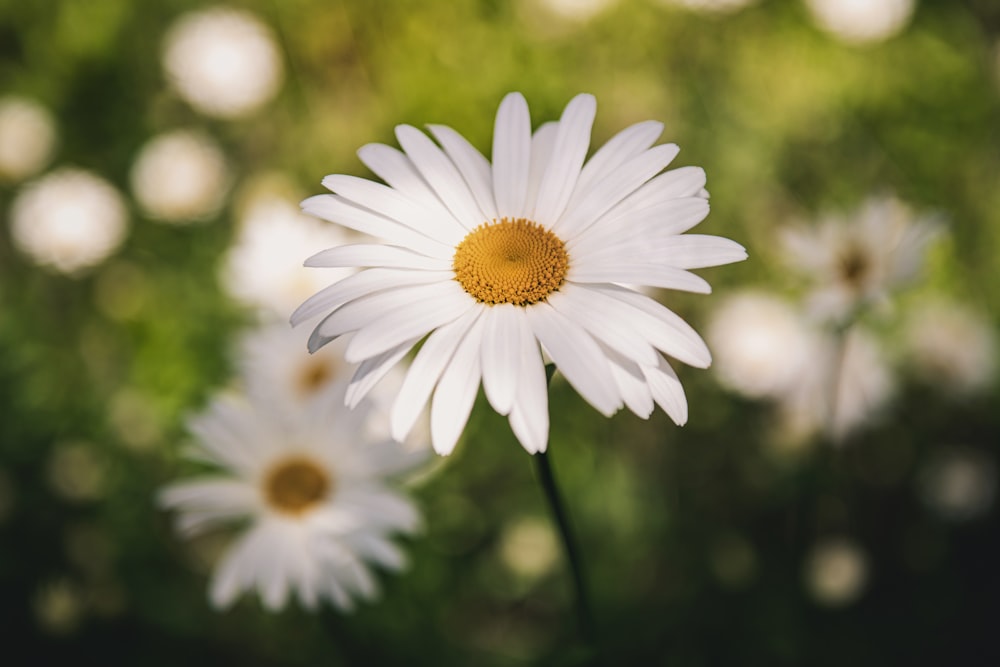 selective-focus of Daisy flower