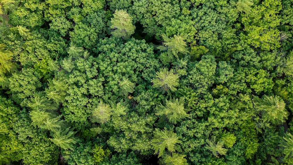 Vista aérea de árboles verdes durante el día