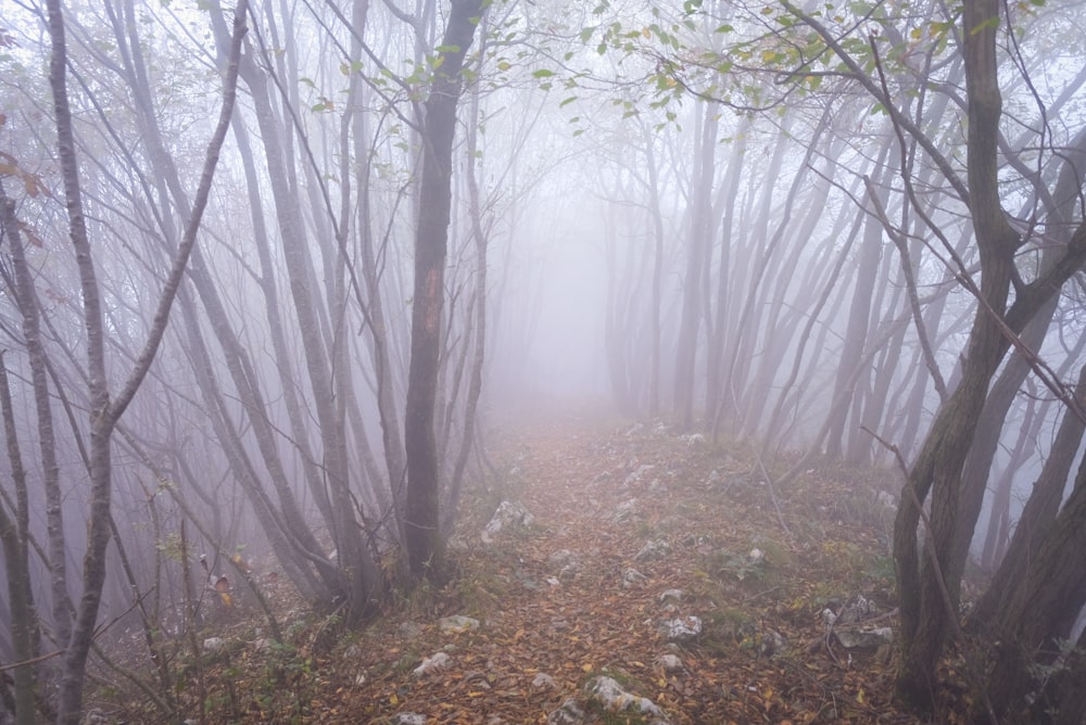 trees inside the forest covered by smoke