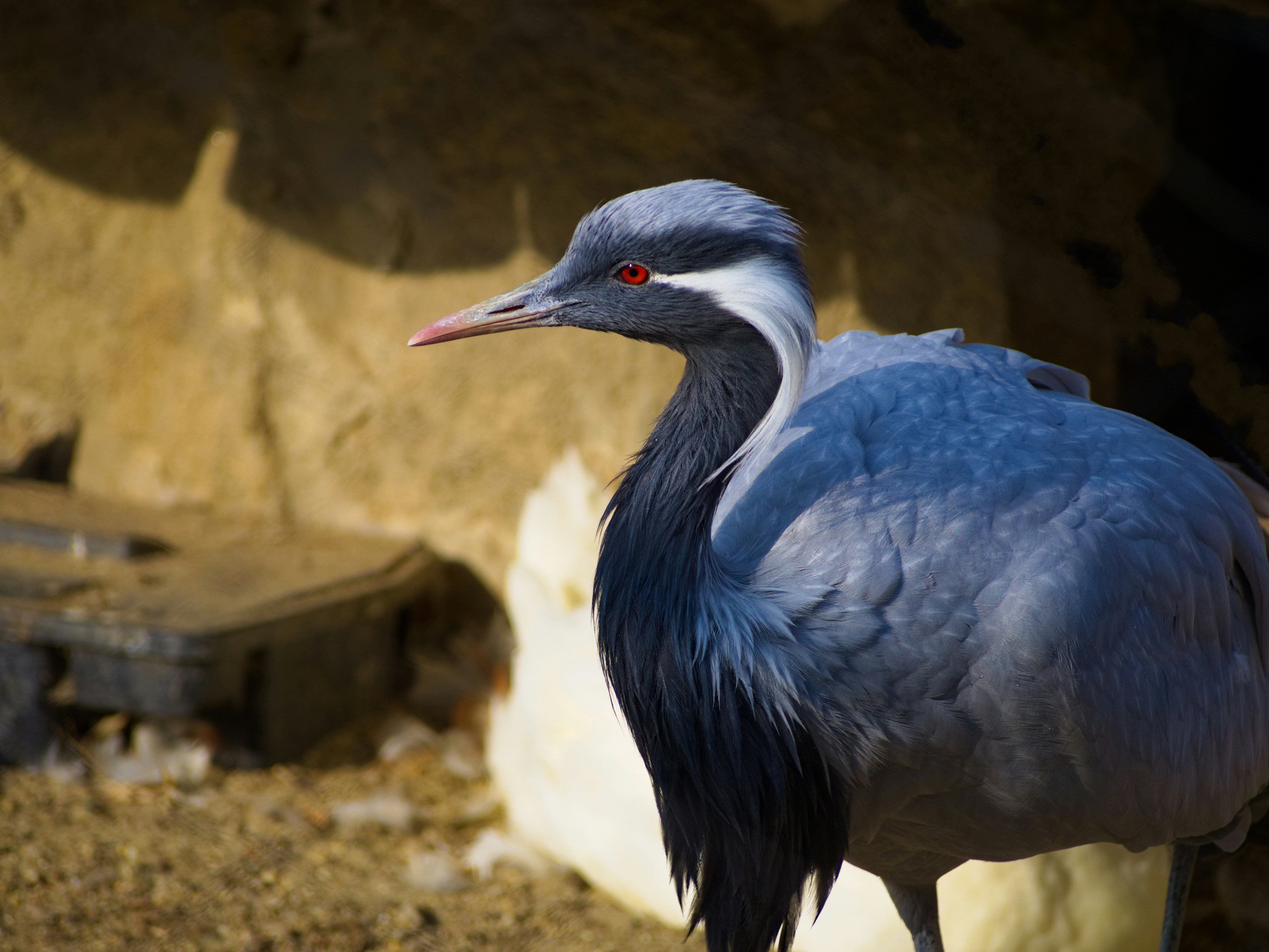  Foto zum Thema Weißer und schwarzer Vogel – Kostenloses Bild zu Ungarn 