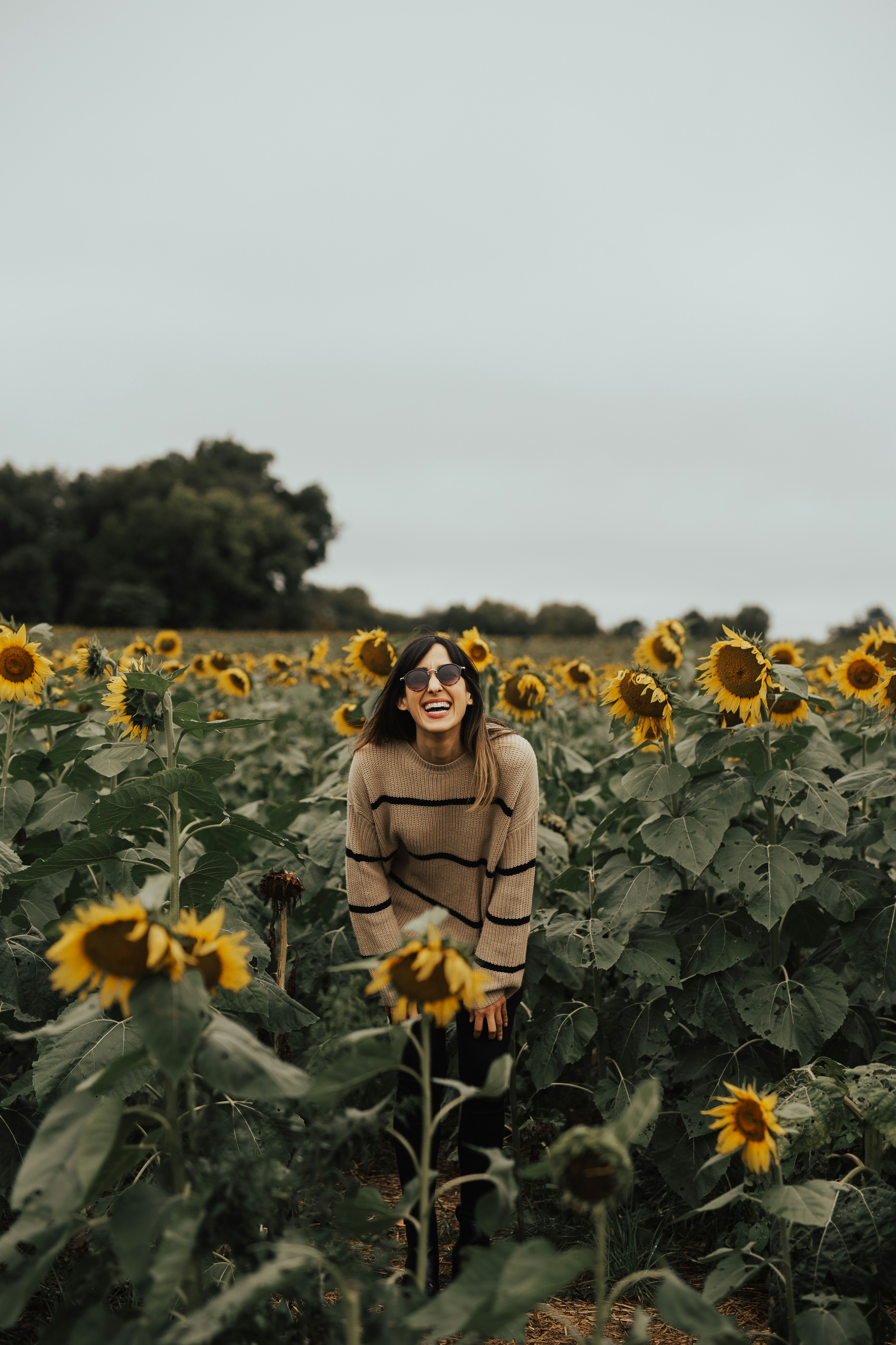 Sunflower Field Pictures Hq Download Free Images On Unsplash