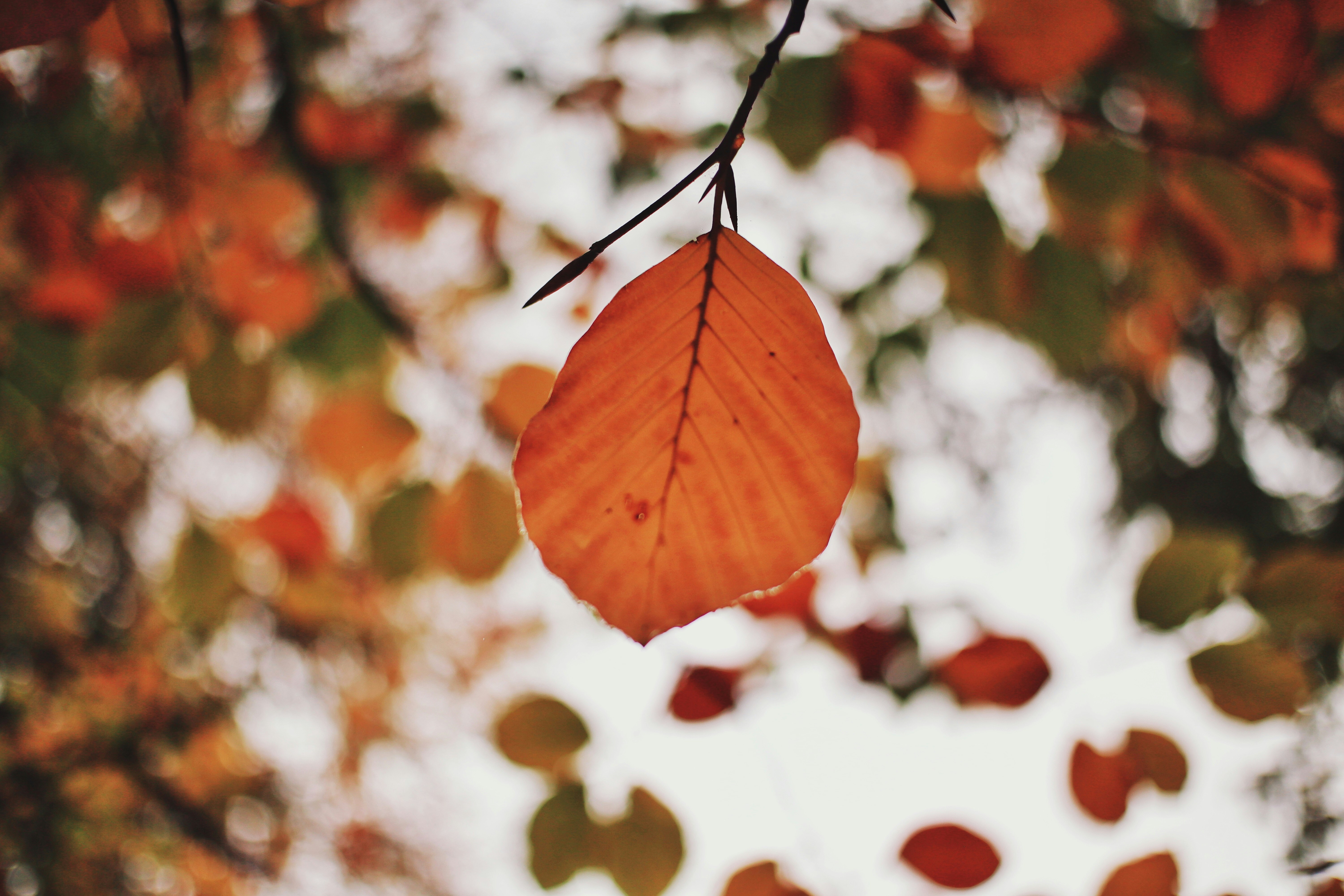 Short Fall Quotes to Warm Your Heart This Autumn — Cozy Vibes