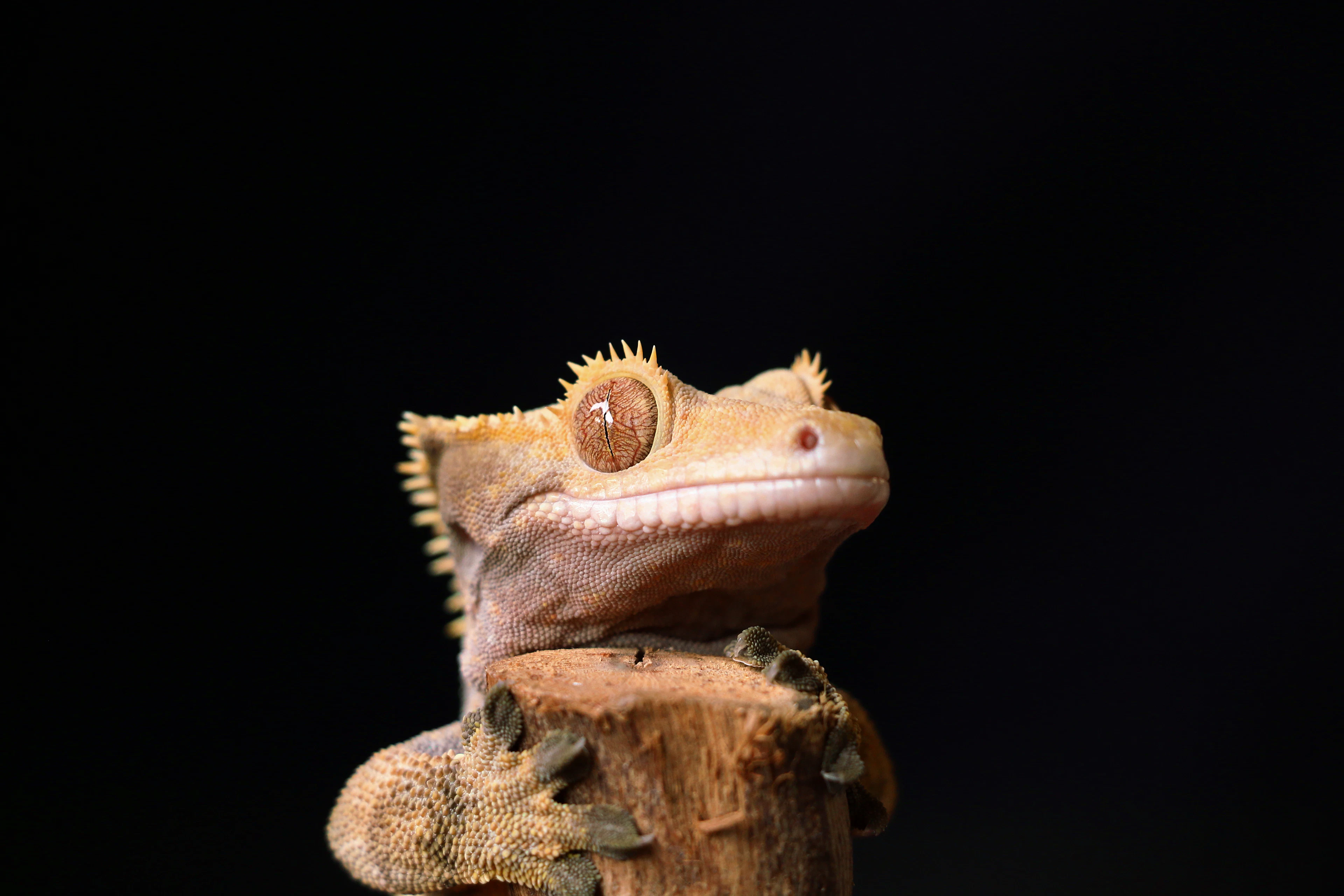 Crested gecko close-up