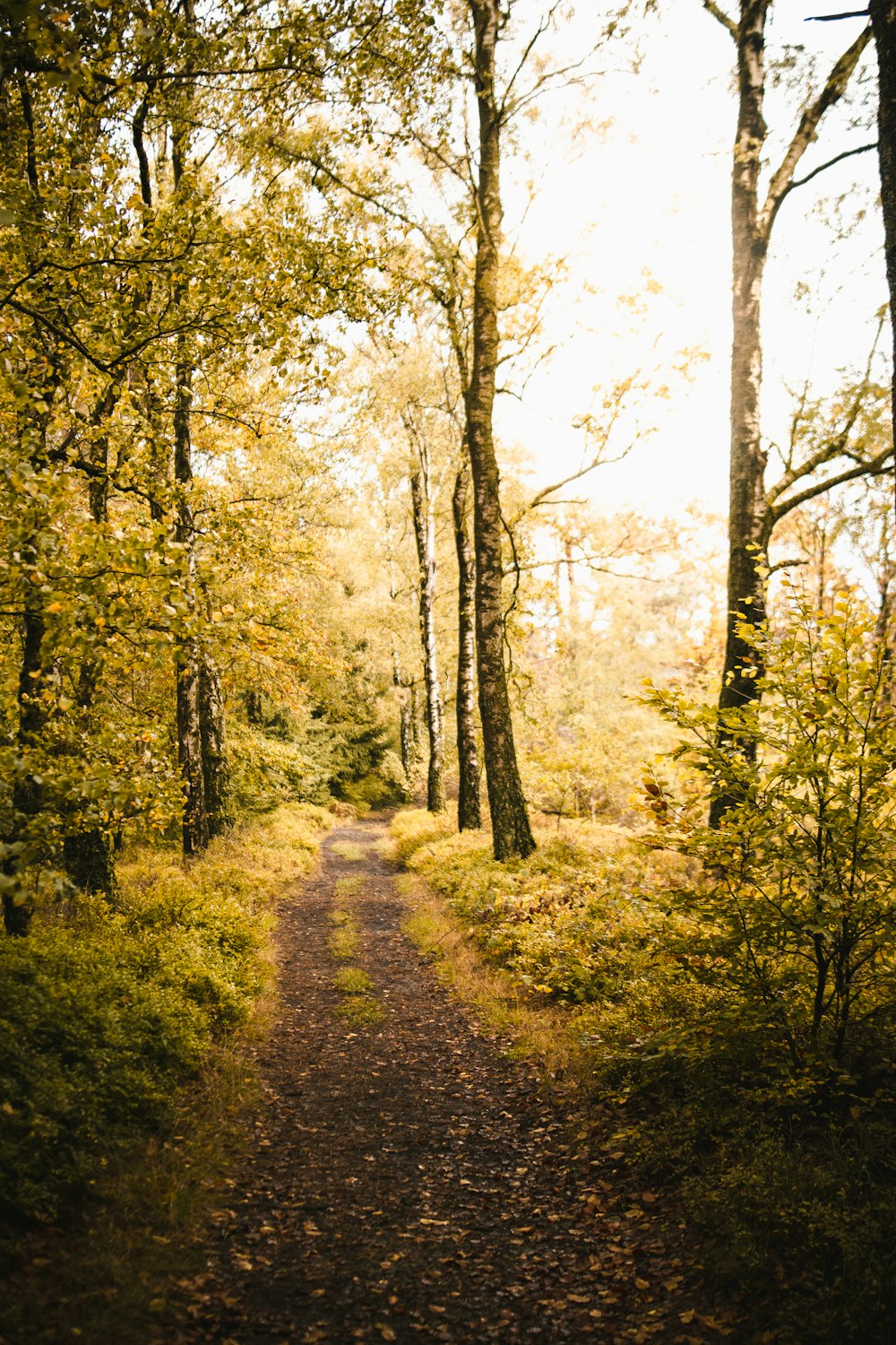 green trees