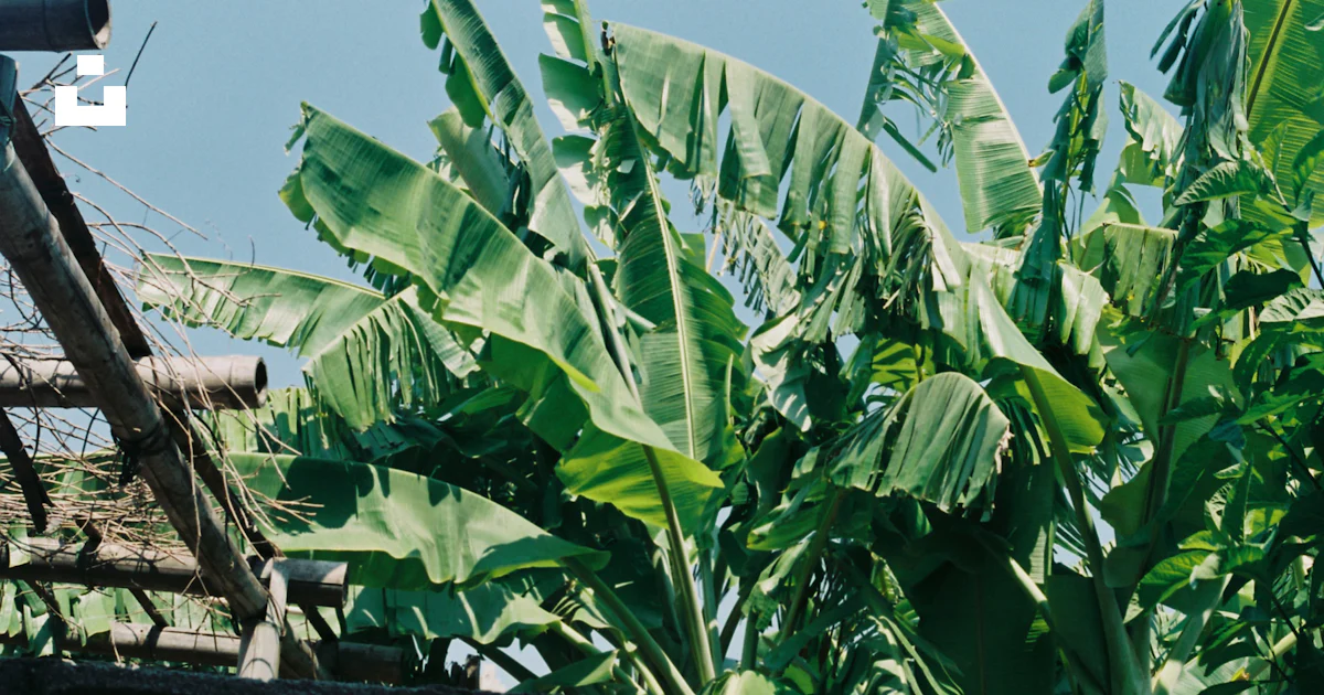 Banana plant in flowerpot. Illustration 23742329 PNG Banana plant in flowerpot. Illustration 23742329 PNG