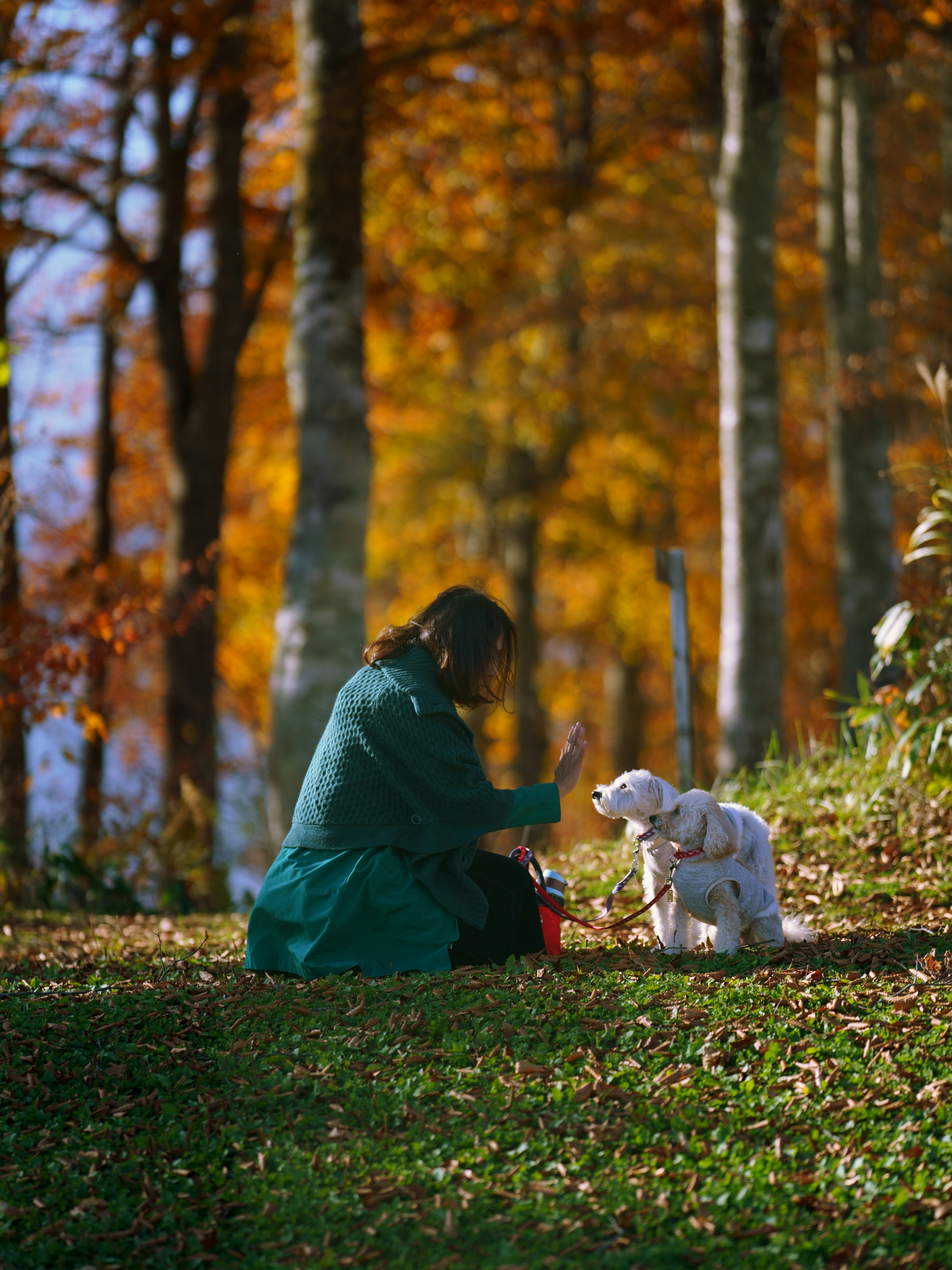 Hakuba, Iwadate snow field mountain, Dogs, Autumn, colored leaf