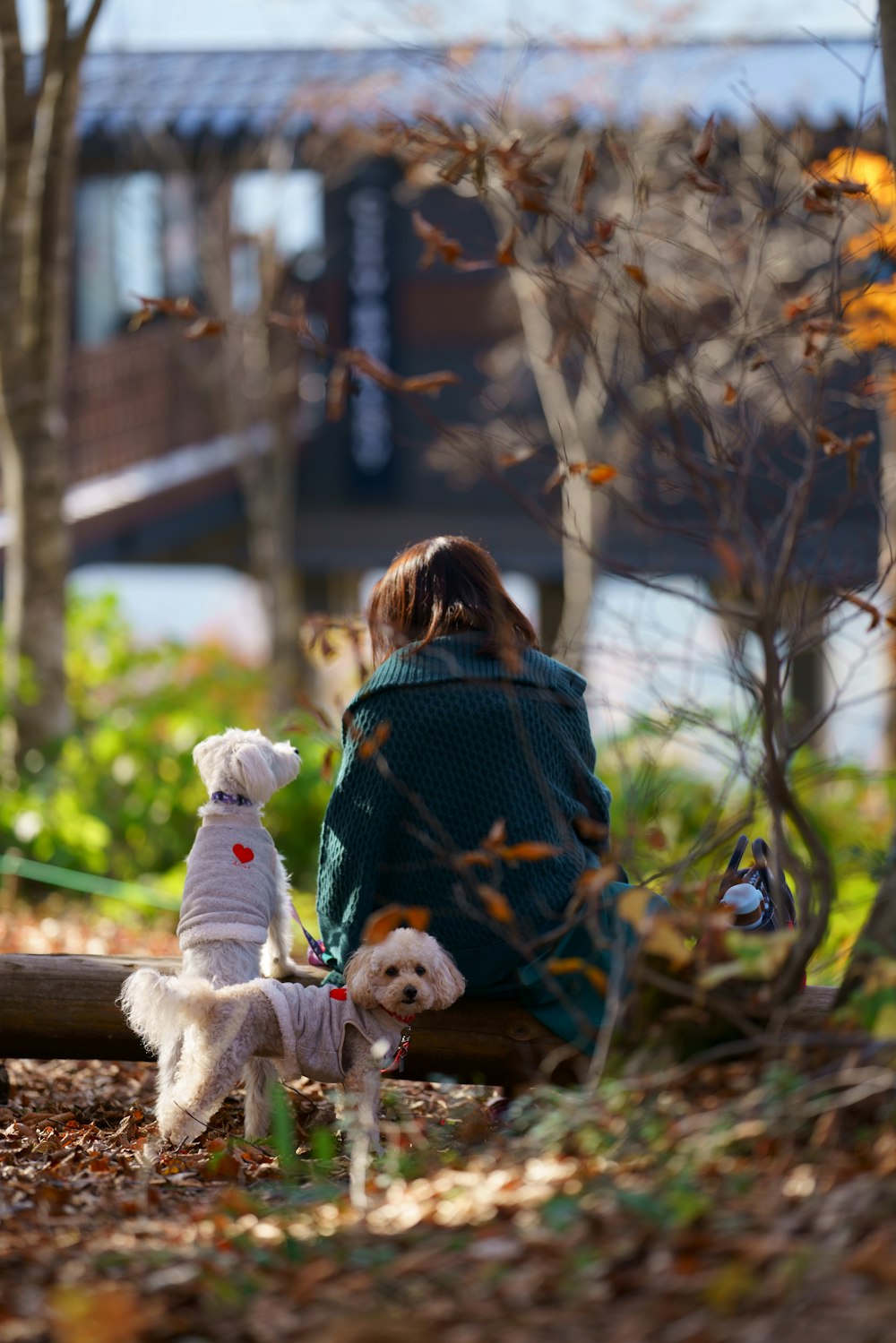 woman sitting beside dogs