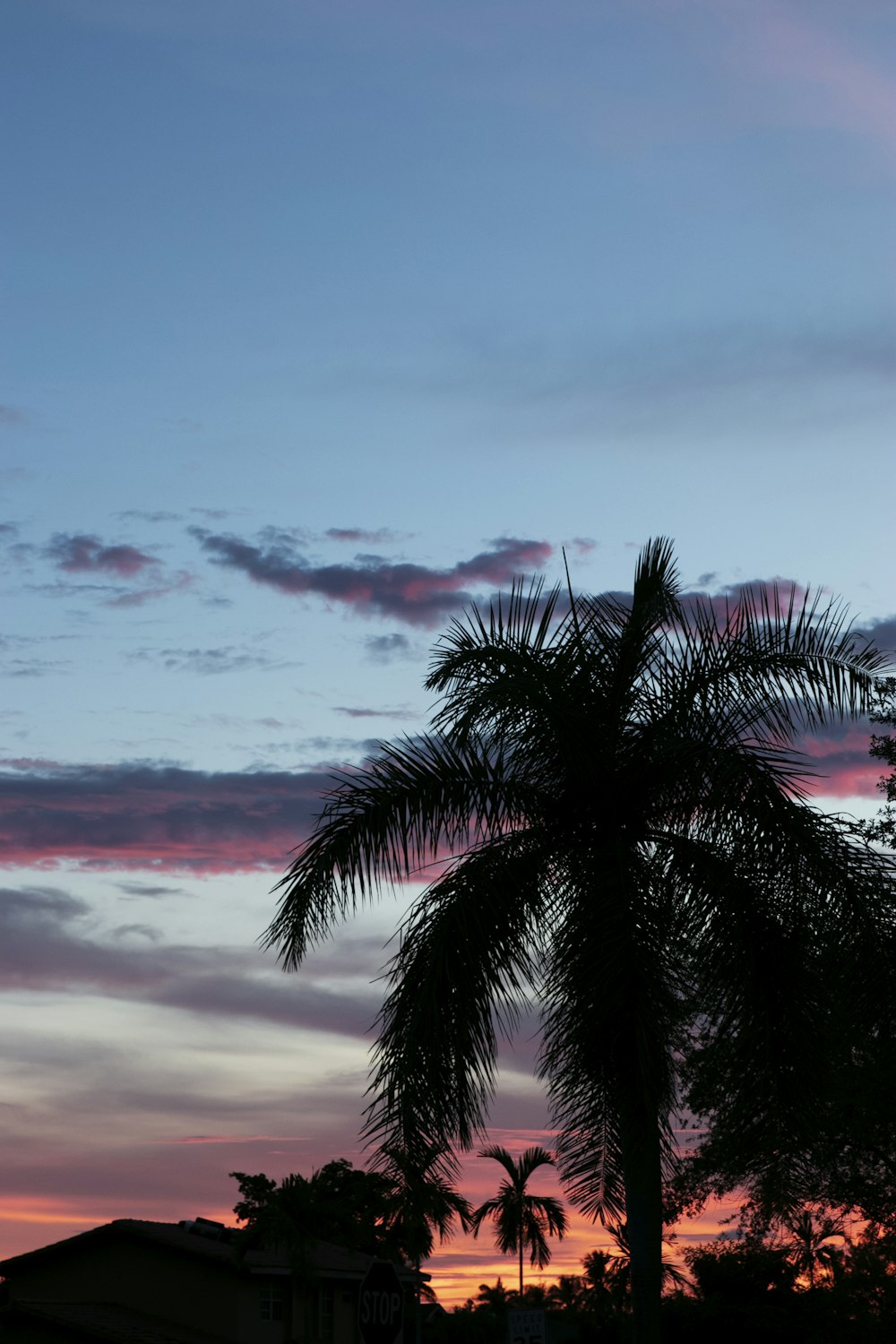 Silhouettenfoto der Palme