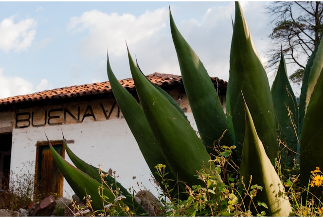 A rustic building with a tiled roof, partly obscured by large green agave plants in the foreground. The wall of the building has the partially visible word 'BUENA VISTA' written on it. The sky is partly cloudy, and there are some yellow flowers and wild vegetation around the agave plants.