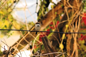 A small bird is perched on a black wire amidst a background of blurred branches and greenery with a mix of leaves and some red flowers. In the lower part of the image, two more birds are partially visible sitting among the twigs and branches. The scene has a natural and tranquil setting with a touch of wilderness.