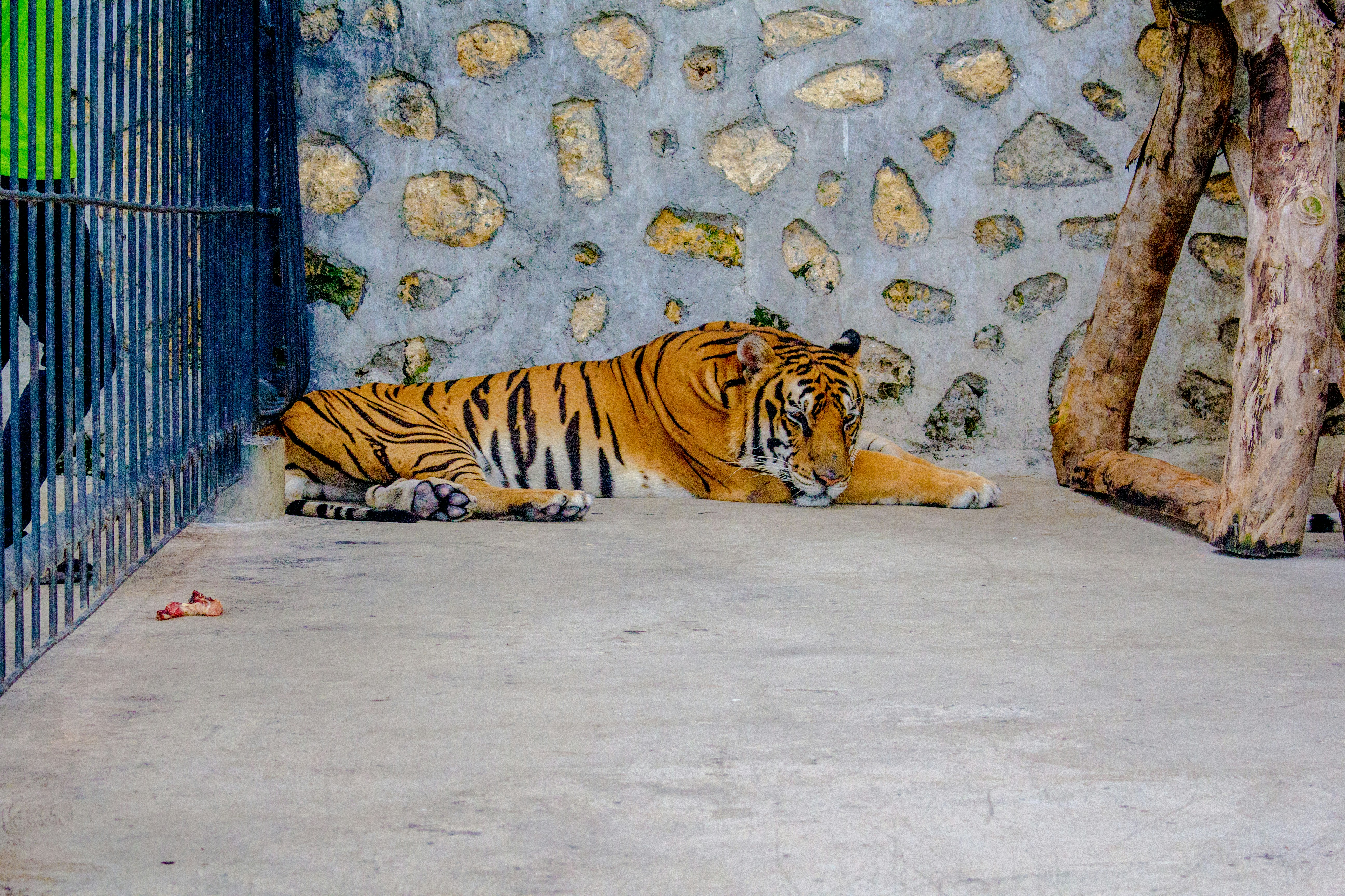 brown and black tiger inside case