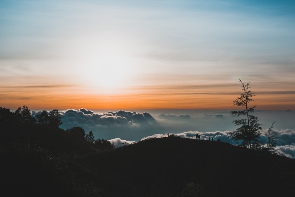 silhouette of trees during golden hour