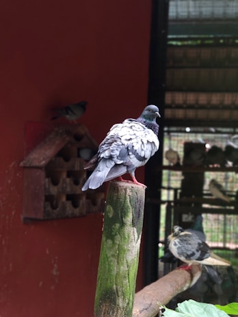 Pigeons perched outside a netted area, unable to enter sheltered space.