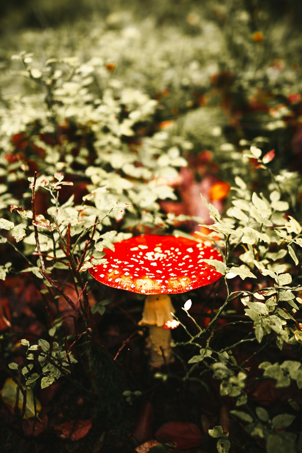 red and white mushroom near green plants
