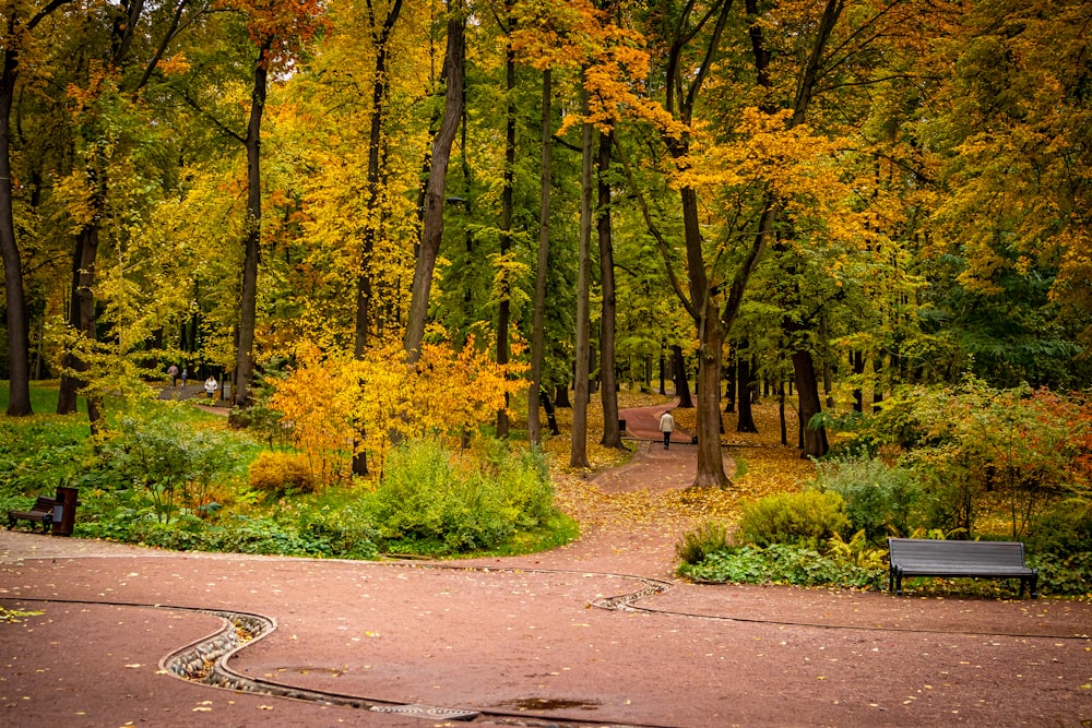 yellow trees