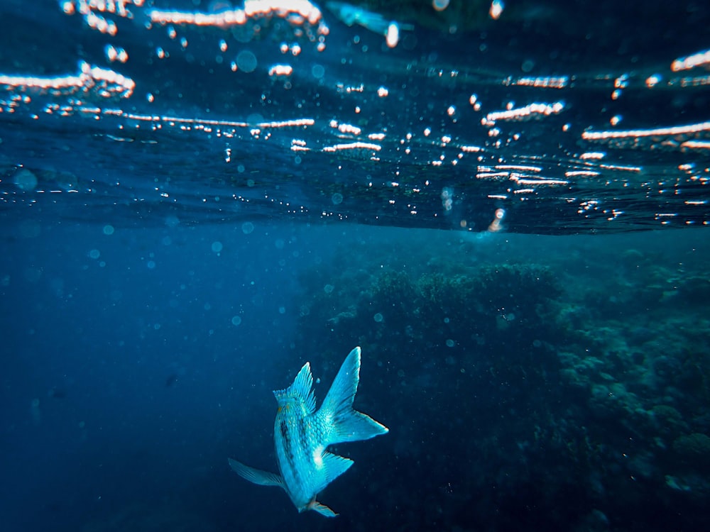 white fish under water