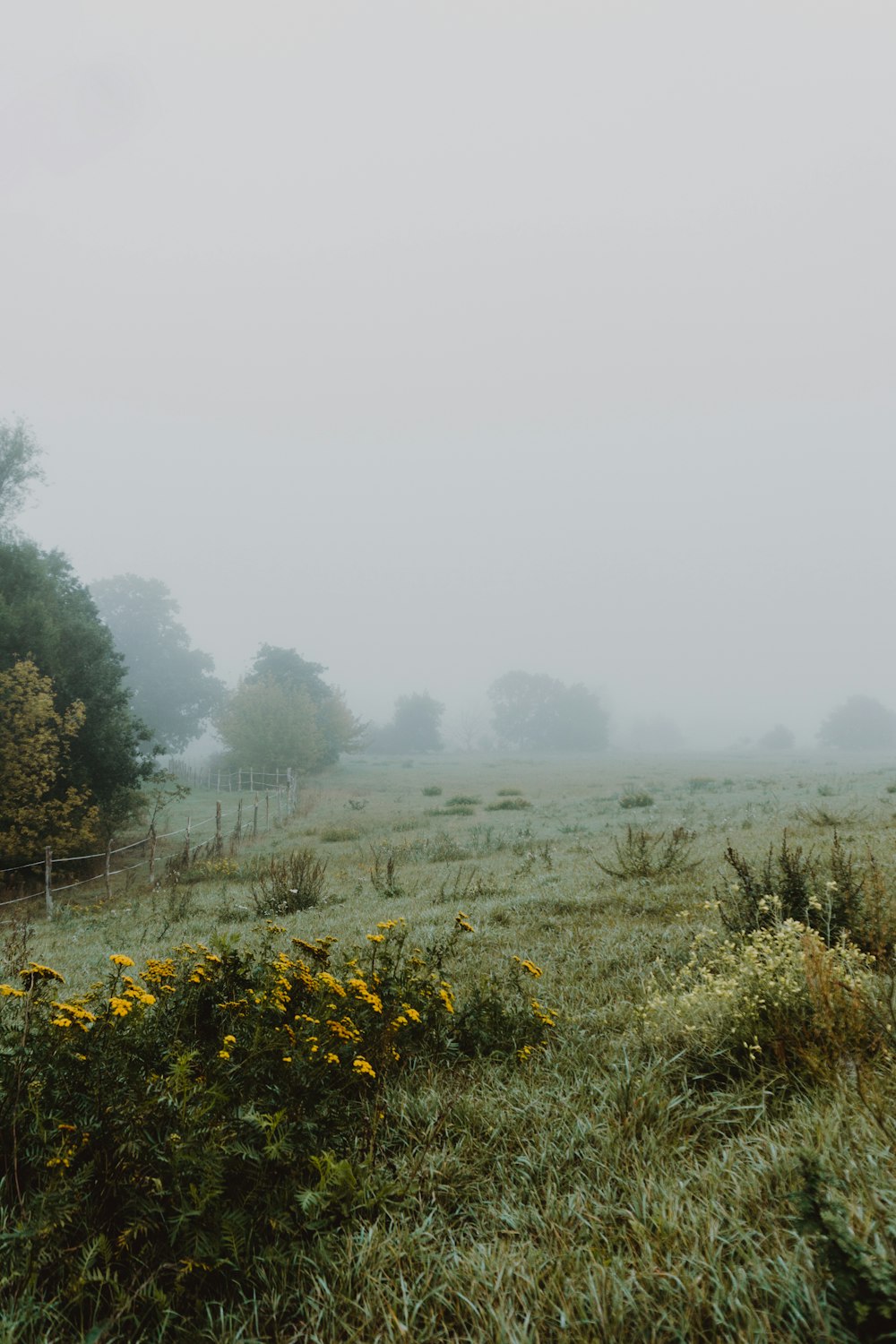 a foggy field with yellow flowers in the foreground