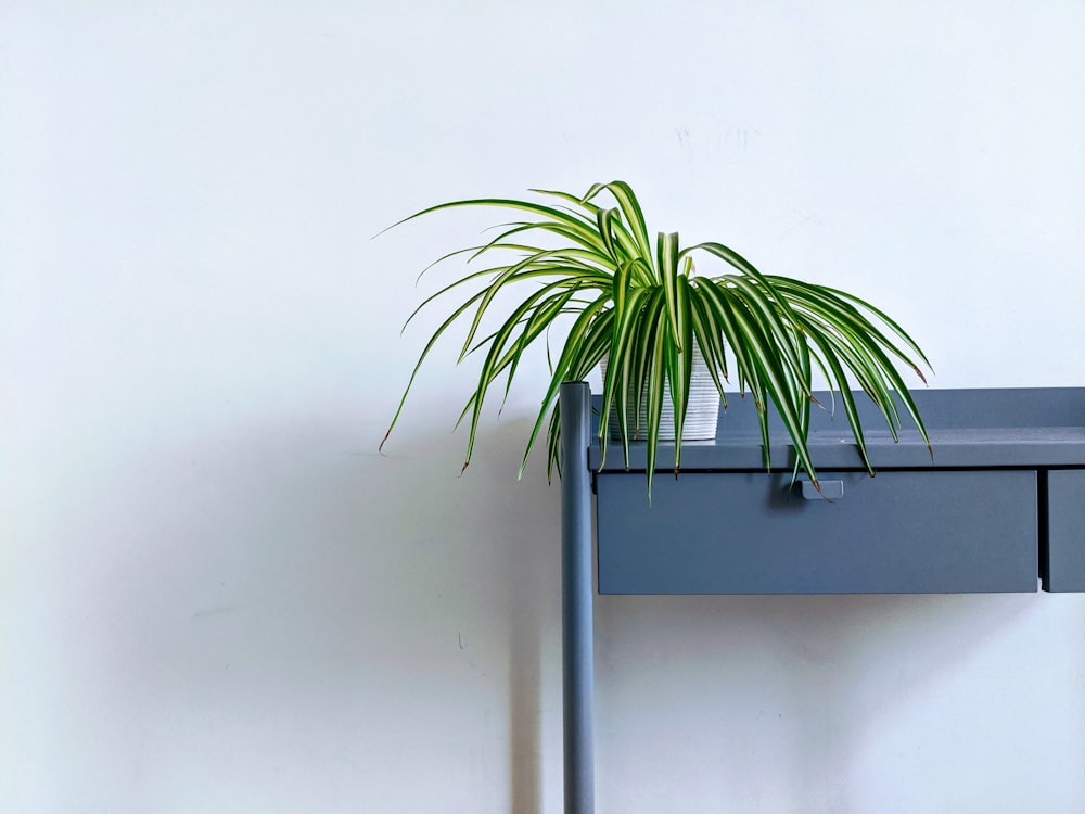 green leaf plant in pot, spider plant