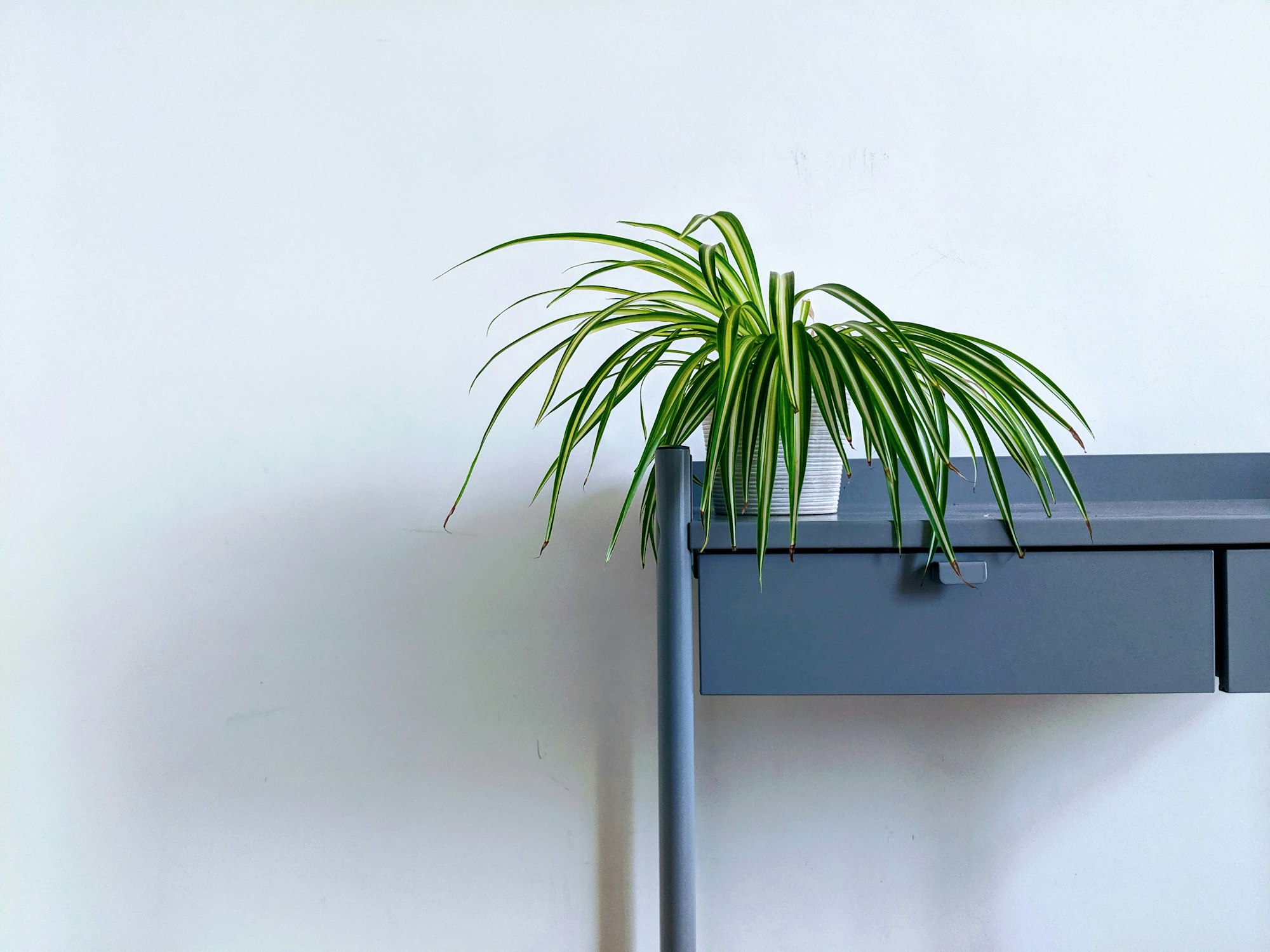 Spider plant on a shelf