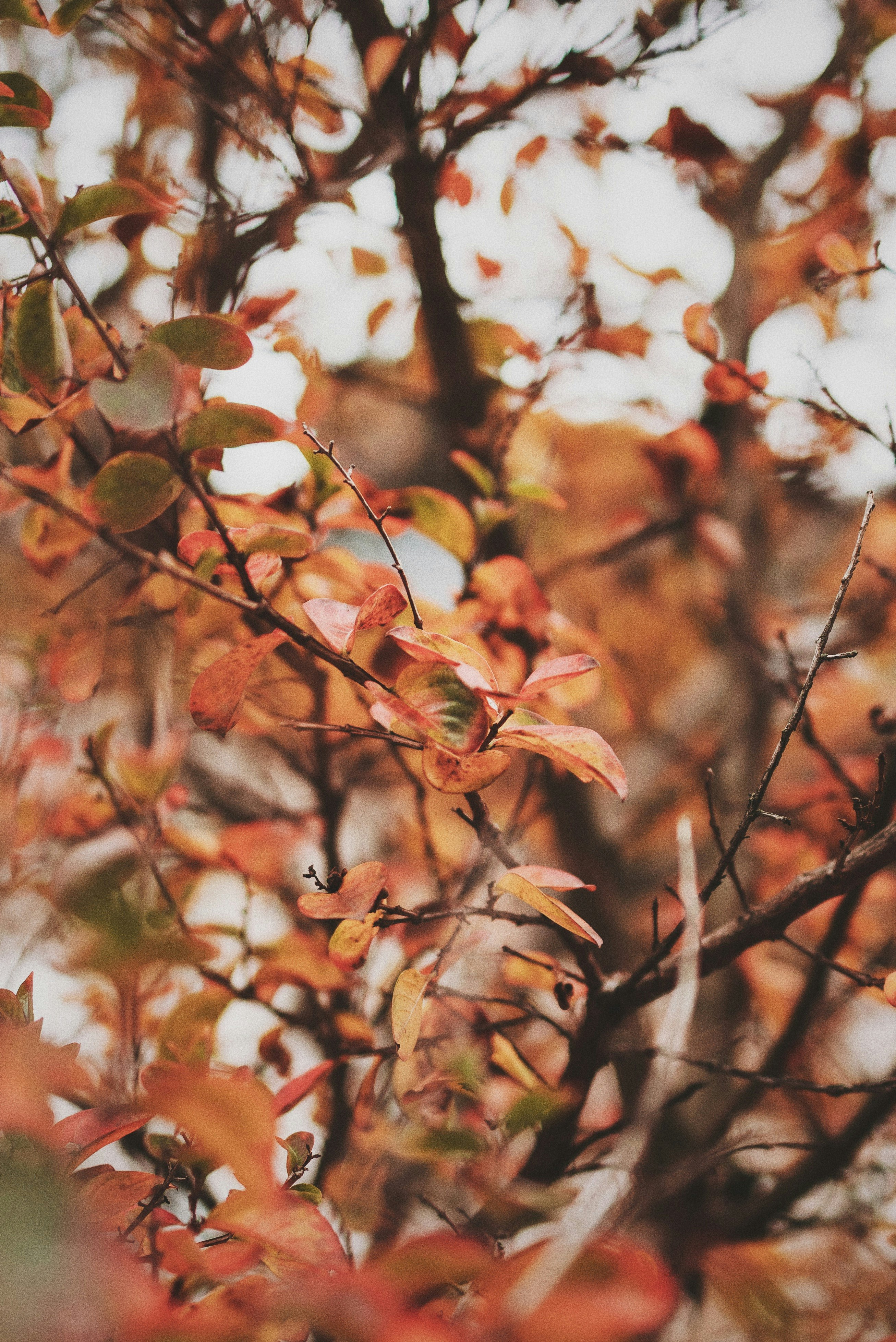 brown leaf tree