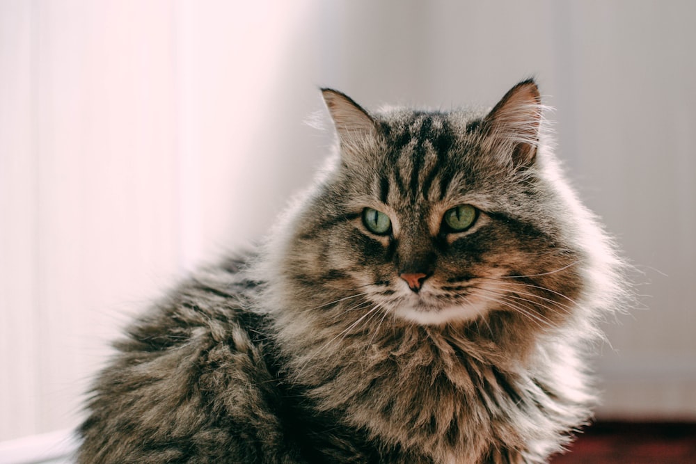 brown tabby cat beside white wall