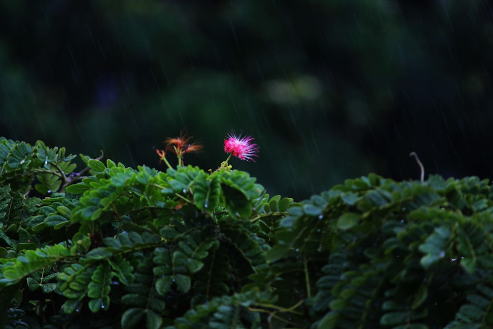 pink cluster flower