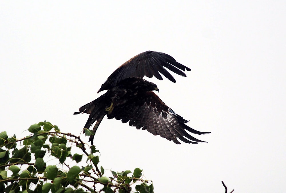 black eagle during daytime