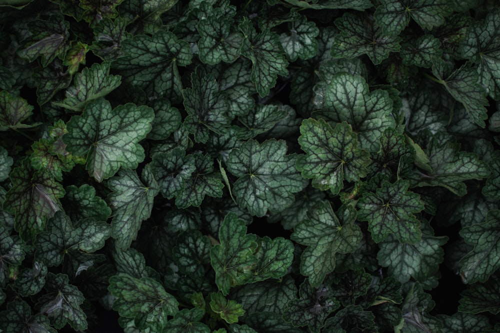 green leaf plants