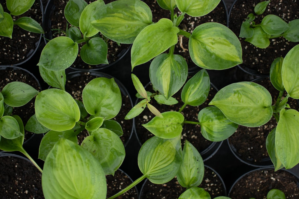 Vue de dessus des plantes d’intérieur