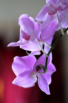 Close-up of endangered orchids blooming in a protected habitat.
