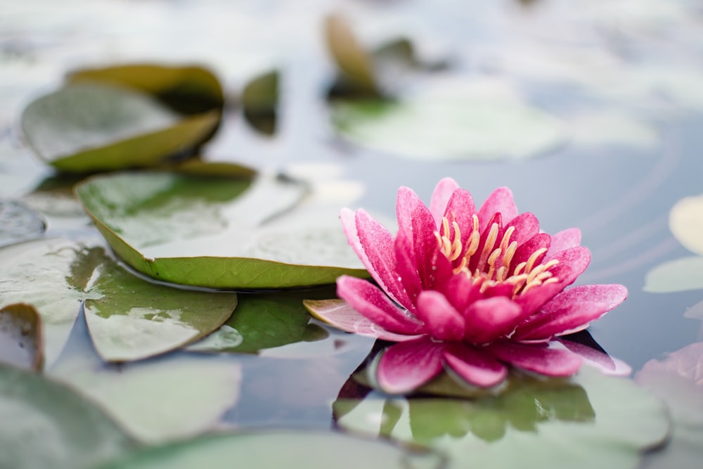 pink lotus flower