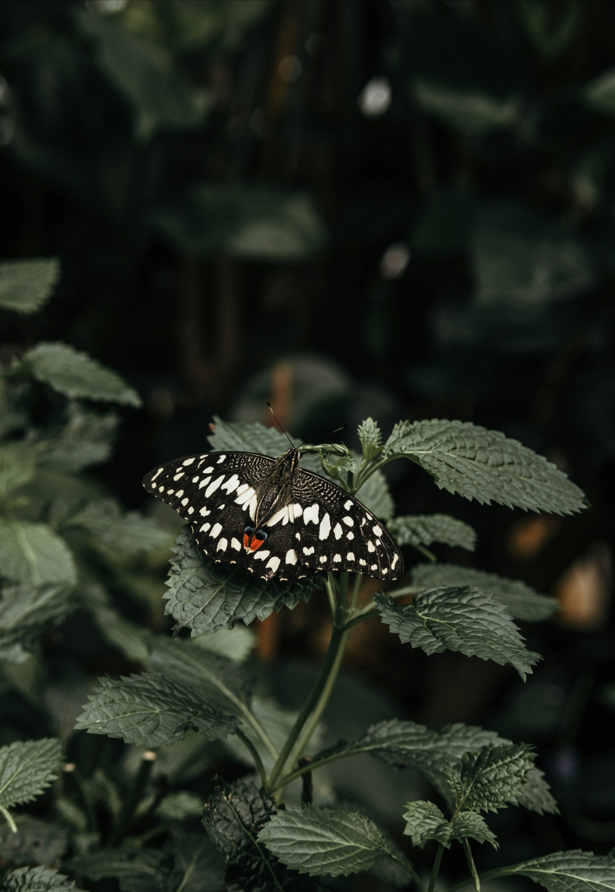 Photo by lstoyanova