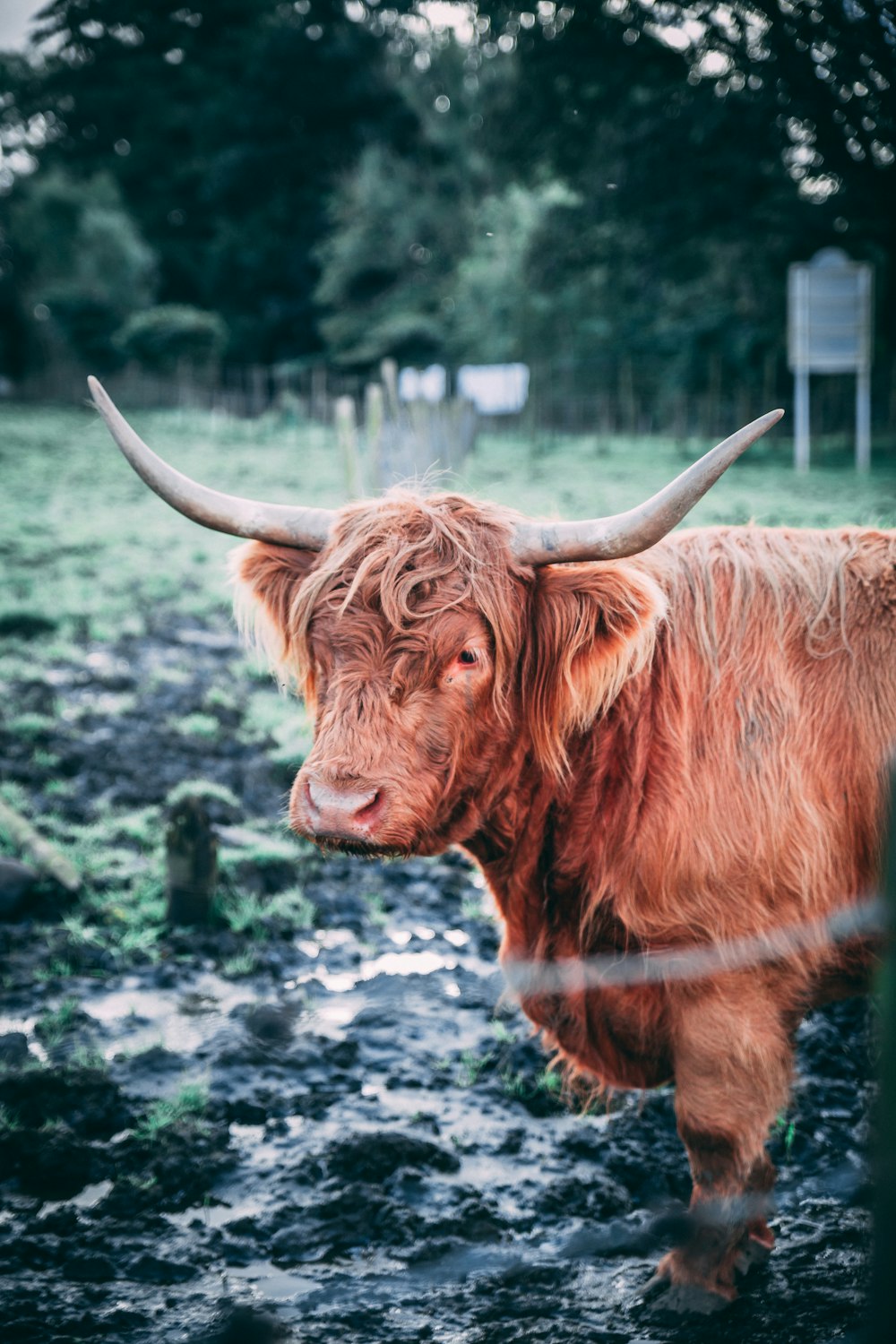 brown cattle on grass field