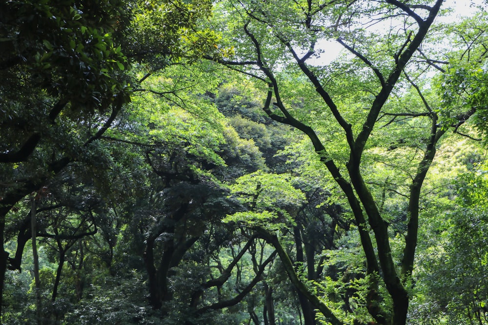 green leaf trees